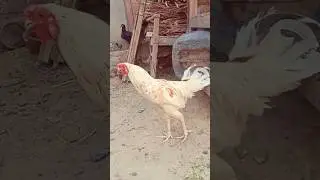 Long Tail Aseel Murga Rooster 🐔 