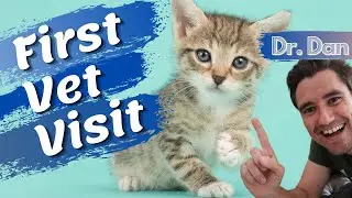 First Vet Visit!  What to expect on your kitten's fist veterinary visit.