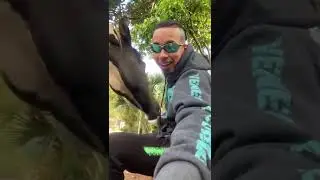 MC KAUAN LEVA MORDIDA DE CAVALO NO PESCOÇO AO VIVO