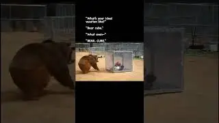 Would you get in the bear cube? #bear #bearcube