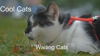 Cool Cats - Waiting Cats