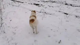 Тропим зверя с лайками. Шаман и Батон.
