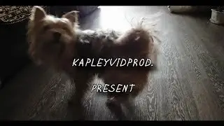 KAPLEYVIDPROD. - ЙОРКШИКИ