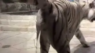 Tigers in Houston are so 