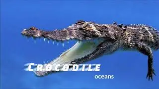 Top 10 Most Dangerous Animals And Their Origin Countries