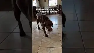 Meu Cachorro Salvou Este Gatinho