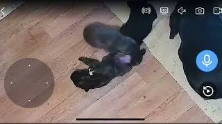 Маленьки щенки кане корсо, помет на букву «Ю».