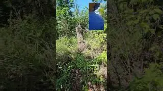 Dia de campo