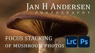 FOCUS STACKING of mushroom photos