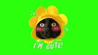 Funny Cat Gifs | Green Screen | Free Download