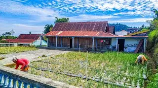 Di usia 70 tahun masih segar bugar & semangat bercocok tanam sayuran di pekarangan rumah #pedesaan