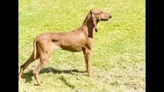 ITALIAN SIGHTHOUND SMOOTH-HAIRED AND WIRE-HAIRED (SEGUGIO ITALIANO)