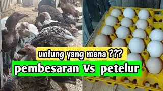 WAJIB TAU ‼️ Ternak ayam kampung yang menguntungkan