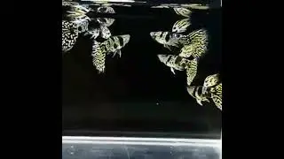 гуппи#akvariumbaliqlari#guppies