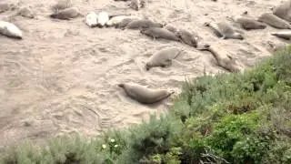 Elephant seals Carlson production