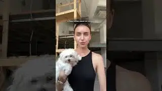 В какие самые странные места вы брали своих пушистиков?🤣 #собака #домашниеживотные #мальтезе