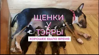 Щенки у Буль Терьера #бультерьер #собака #dog #bullterrier #животные #щенки #puppy #fyp #viralvideo