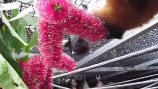 Misses Ebony and Gem Meet Some Glorious Mother's Day Melaleuca