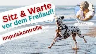 Anfängerübung zur Impulskontrolle - Geduld vor dem Loslassen trainieren🐶🐾