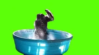 Gorilla Ferociously spins in a kitty pool meme green screen