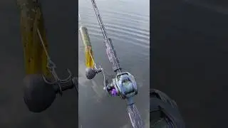 St. Croix Mojo Musky / Daiwa Prorex 