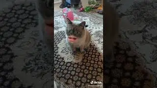 кот говорящий рот. между нами пальба.
