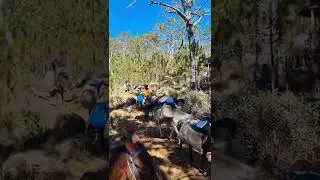 Mulas, indispensables para recorrer las montañas.