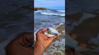 small act big impact: underwater fishes returned to their family 🐟🌊|| #shorts #sea #fishing