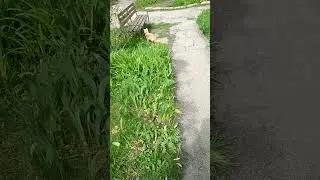 Catvidos #cat