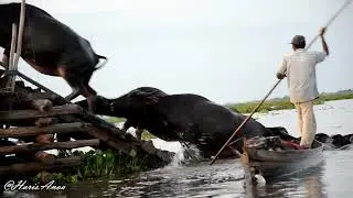 Kerbau rawa, Sungai Buluh-Asian water buffalo (Bubalus bubalis) | South Kalimantan, Indonesia