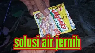CAMPURAN LUMUT UNTUK IKAN NILA BABON LIAR SUSAH MAKAN DI AIR JERNIH