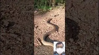 viral snake video || 🔥🤯😱 #shorts #shortfeed #short