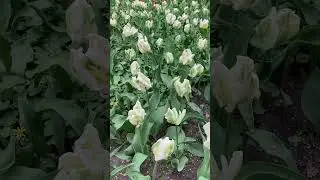 ФЕСТИВАЛЬ ТЮЛЬПАНОВ |ЕЛАГИН ОСТРОВ