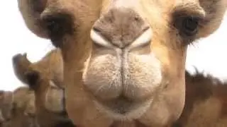 FUNNY! I've a CAMEL Outside! (Paddyman)