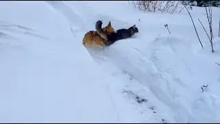 Кот не даёт вязать❤️ У нас опять сугробы❄️