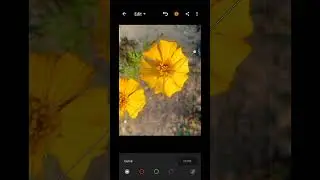 Flower Color grading in Lightroom mobile || free preset Lightroom