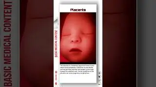 Placenta 