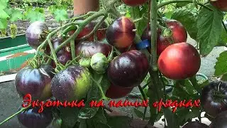 О сортах томатов ЭКЗОТИКА НА НАШИХ ГРЯДКАХ