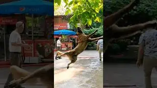 Uçan Hamlelerle Hedefe Kilitlen.. #köpek #köpekler #yasayıgeriçek #dogs #köpeksahiplenmek #shorts
