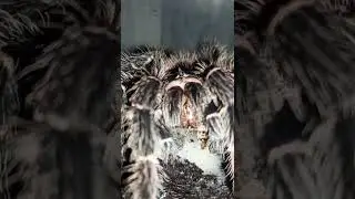 Лёгкий перекус для Машеньки. Ласиодора парахибана начинает отъедаться после линьки.