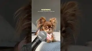 Terrifying Dog Scream 😱 Did this give you a scare? 🫣