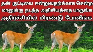 தன் குட்டியை ஈன்றுவதற்க்காக சென்ற மானுக்கு நடந்த அதிசியத்தை பாருங்க Tamil katta vandi