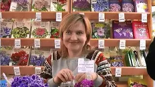 ДФ.Как раскрыть потенциал фиалки. Н.Чистякова