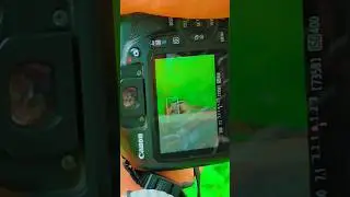 Amazing Photography idea With squirrel...?😕 #squirrel #photography #shorts