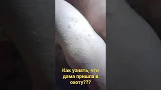КАК УЗНАТЬ, ЧТО ДАМА ПРИШЛА В ОХОТУ?