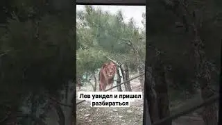 👑🦁 Ходите в зоопарк?  👇 ПОДПИШИСЬ 👇