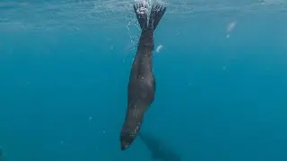 Snorkelling with Juan Fernandez Fur Seals on Robinson Crusoe Island