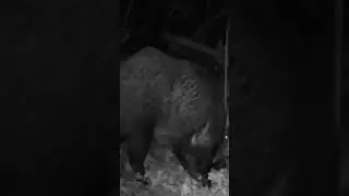Cinghiale 🐗, Sanglier 🐗 Wild Boar 🐗