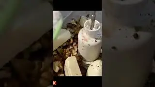 Паштет из красной фасоли! Пальчики оближешь 🤤