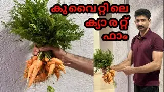 KUWAIT CARROT FARM/കുവൈറ്റിലെ ക്യാരറ്റ് ഫാം